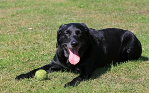 Dog days of summer tennis