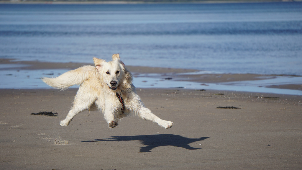 happy dog