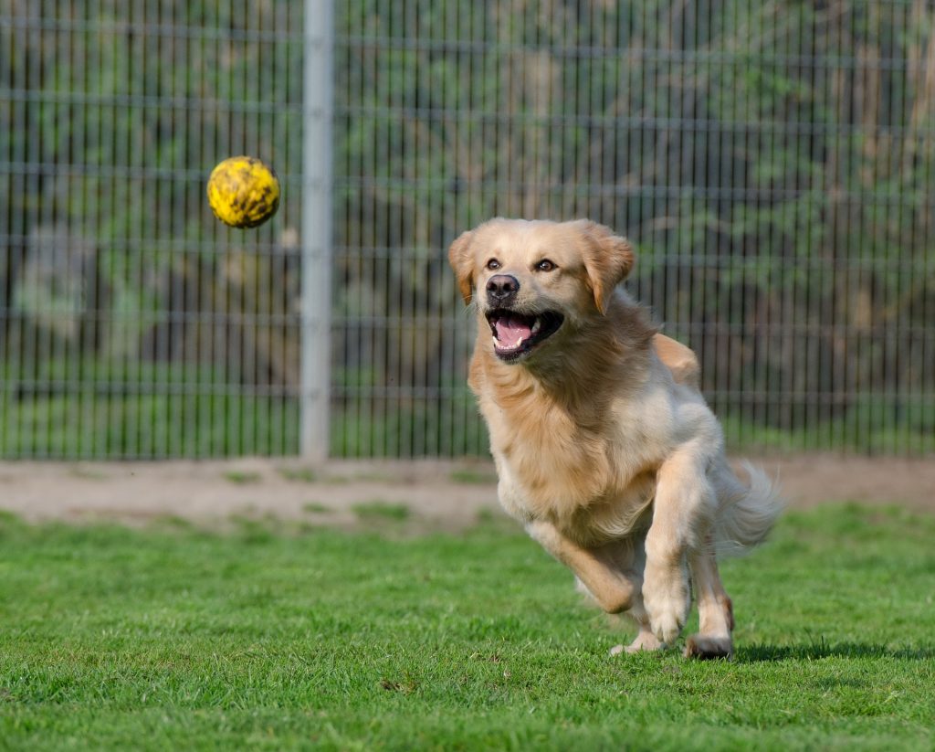 golden retriever running after a ball